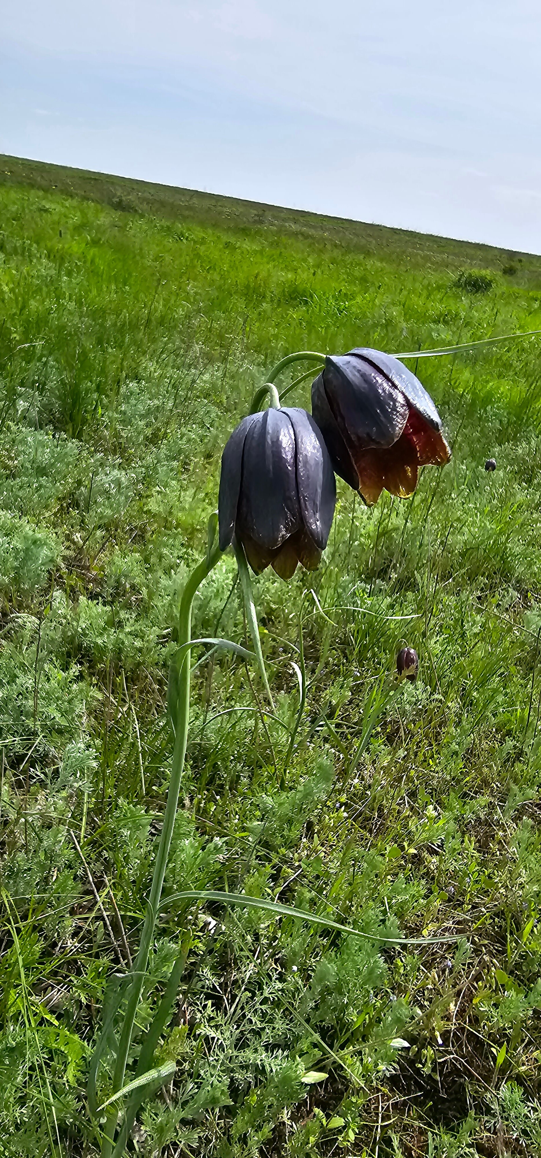 Фото Гостиница у Лукоморья