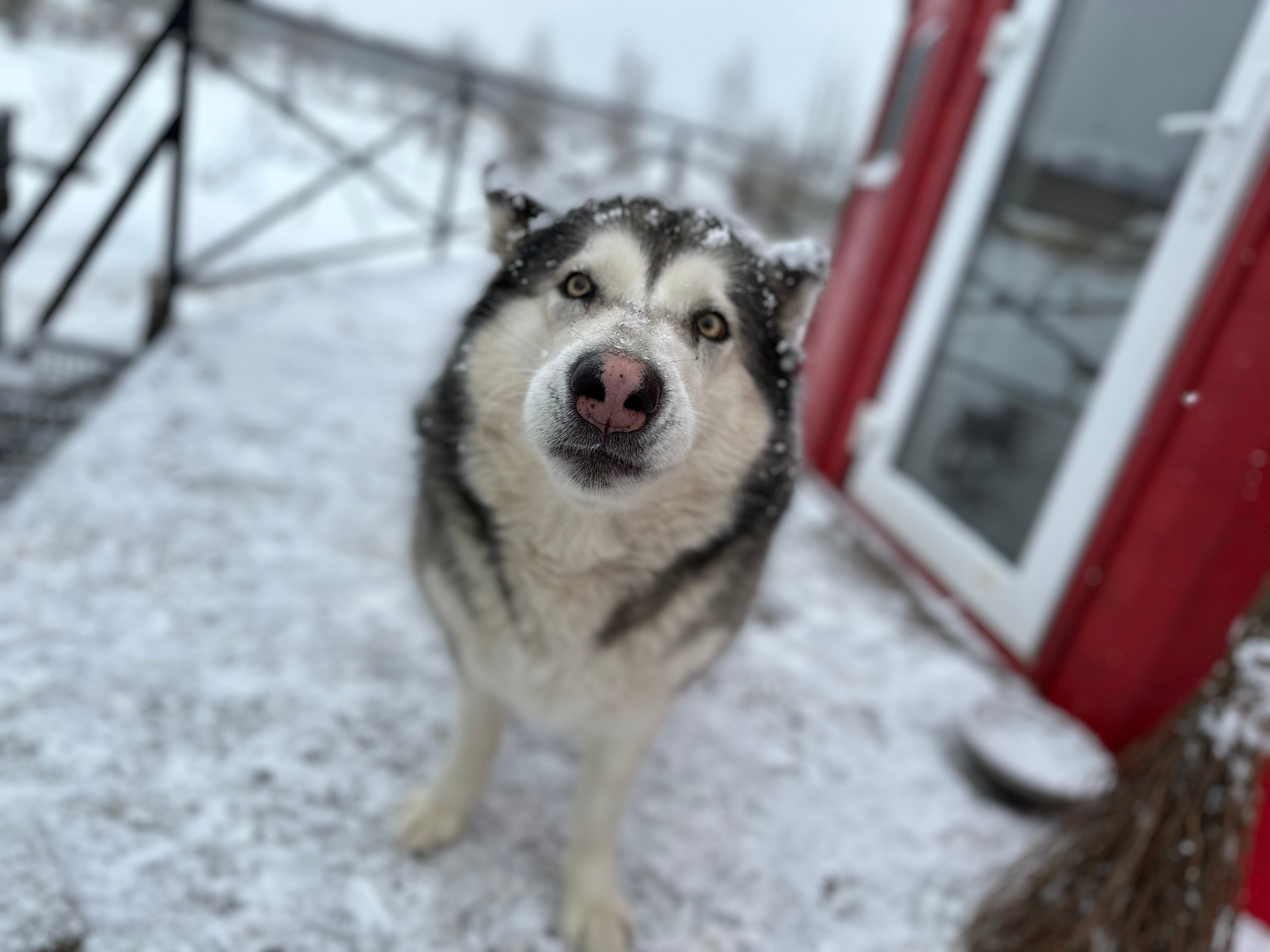 Фото Просто Cosmos