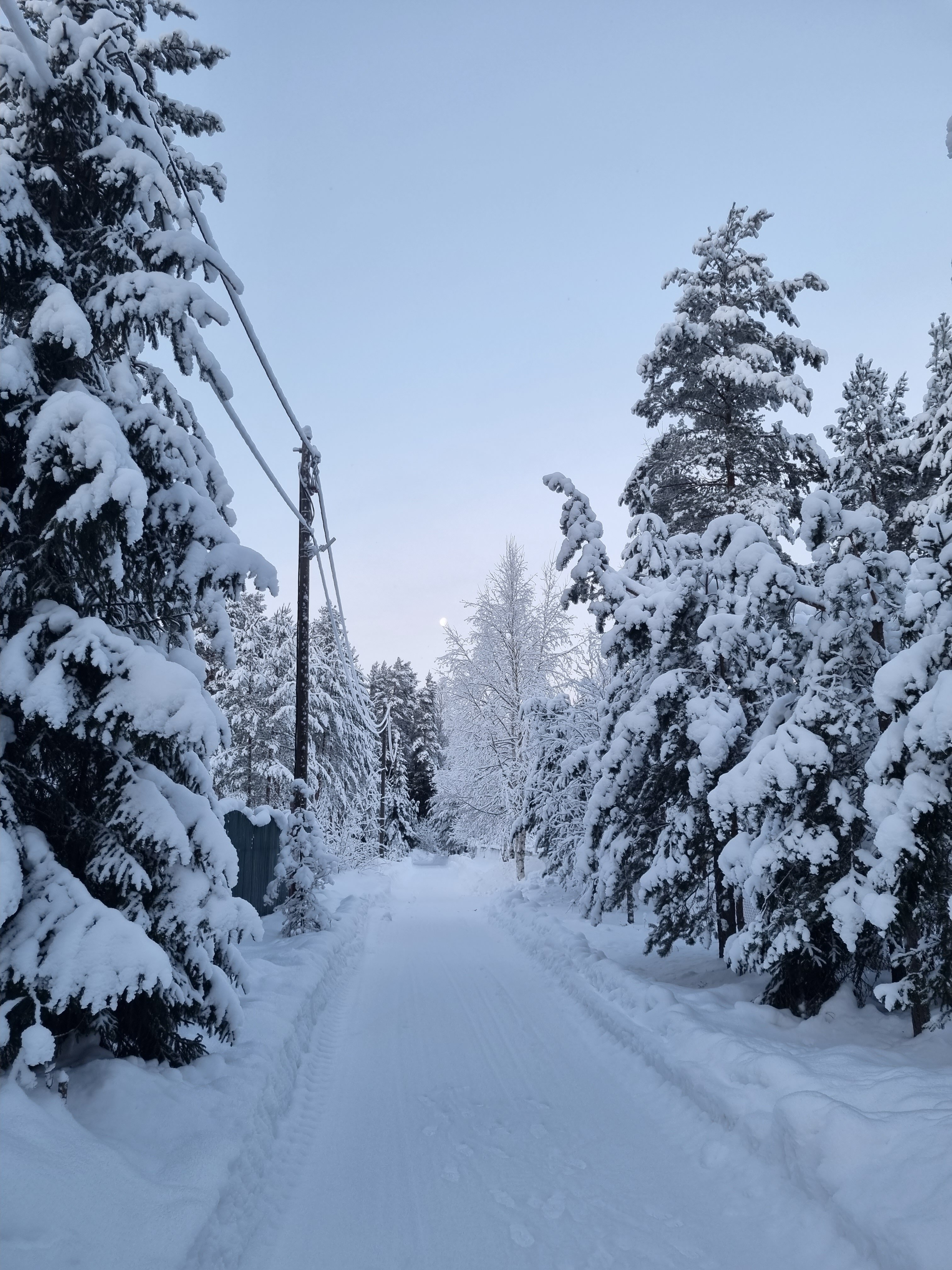 Фото Хвойный