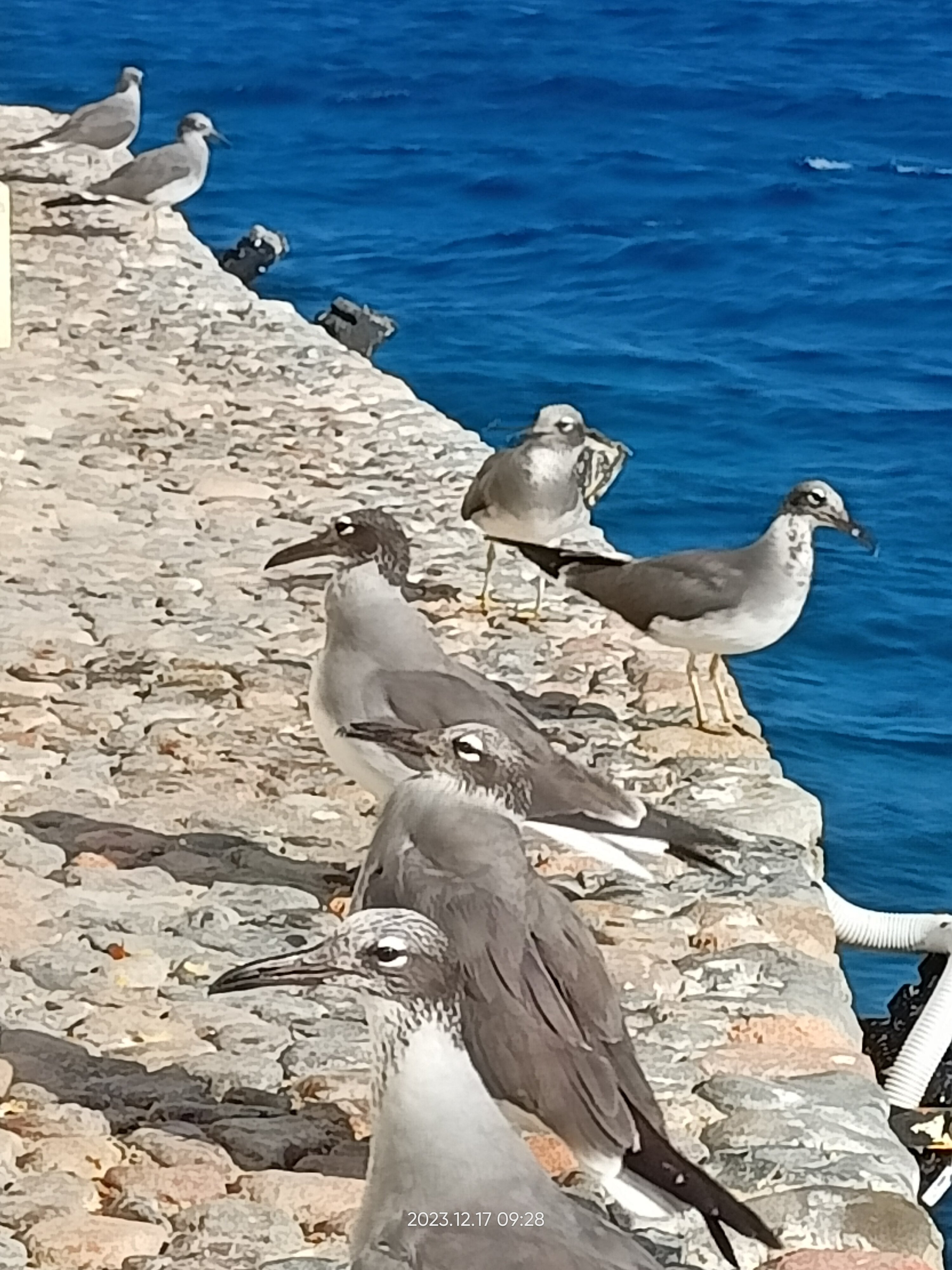 Фото Arabella Azur Resort