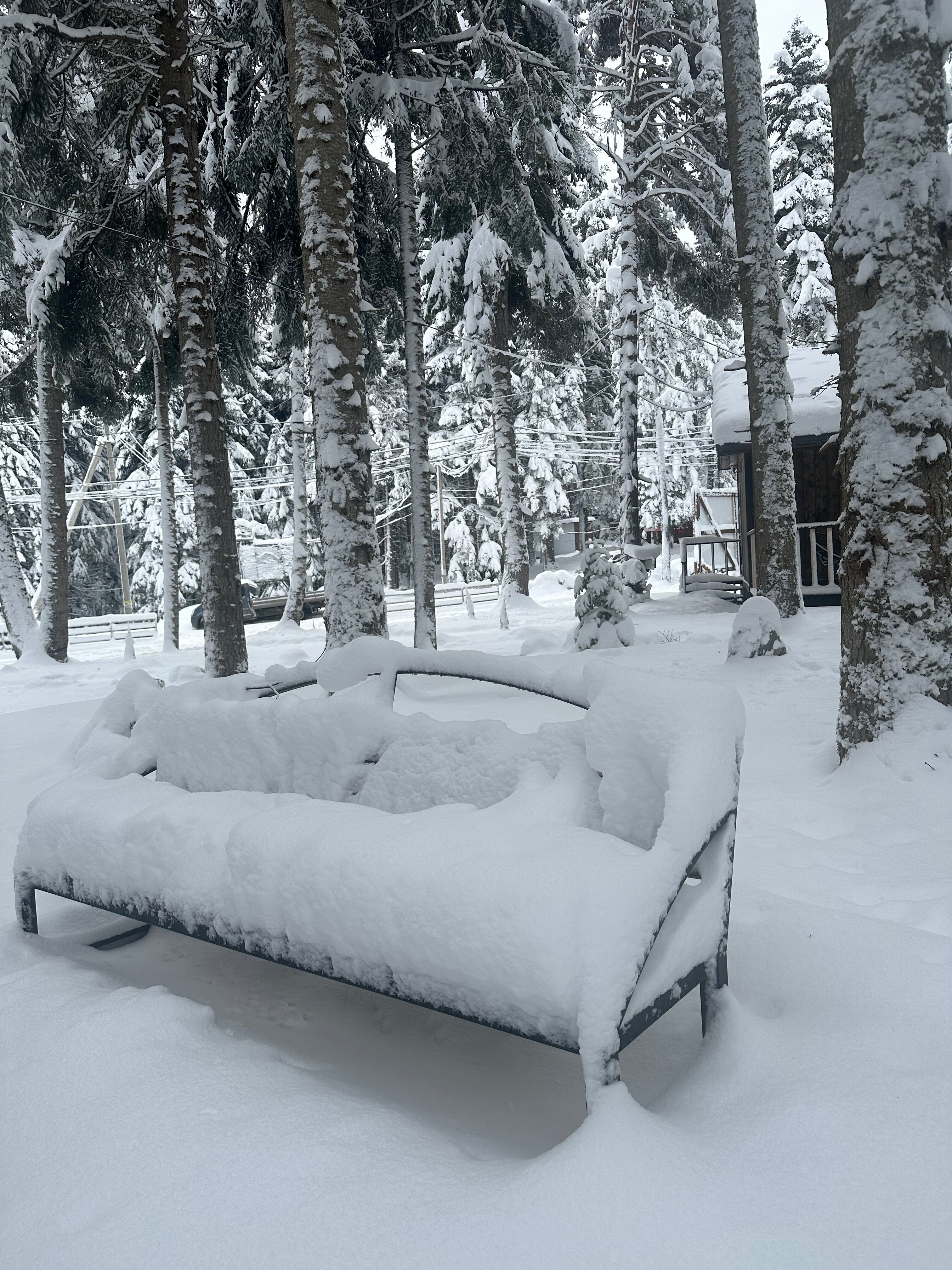 Фото Пихта-парк