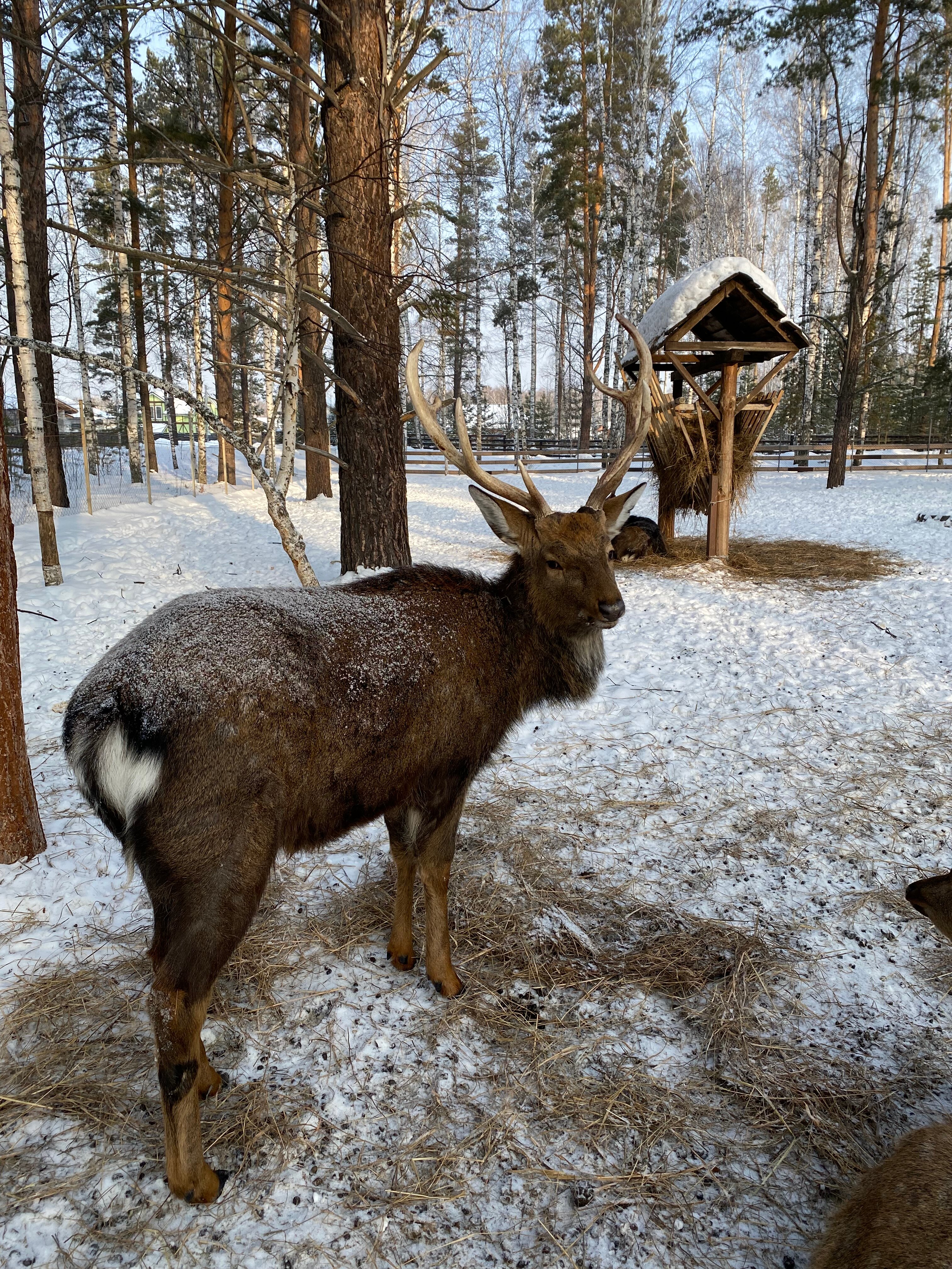 Фото Лаки Глэмпинг