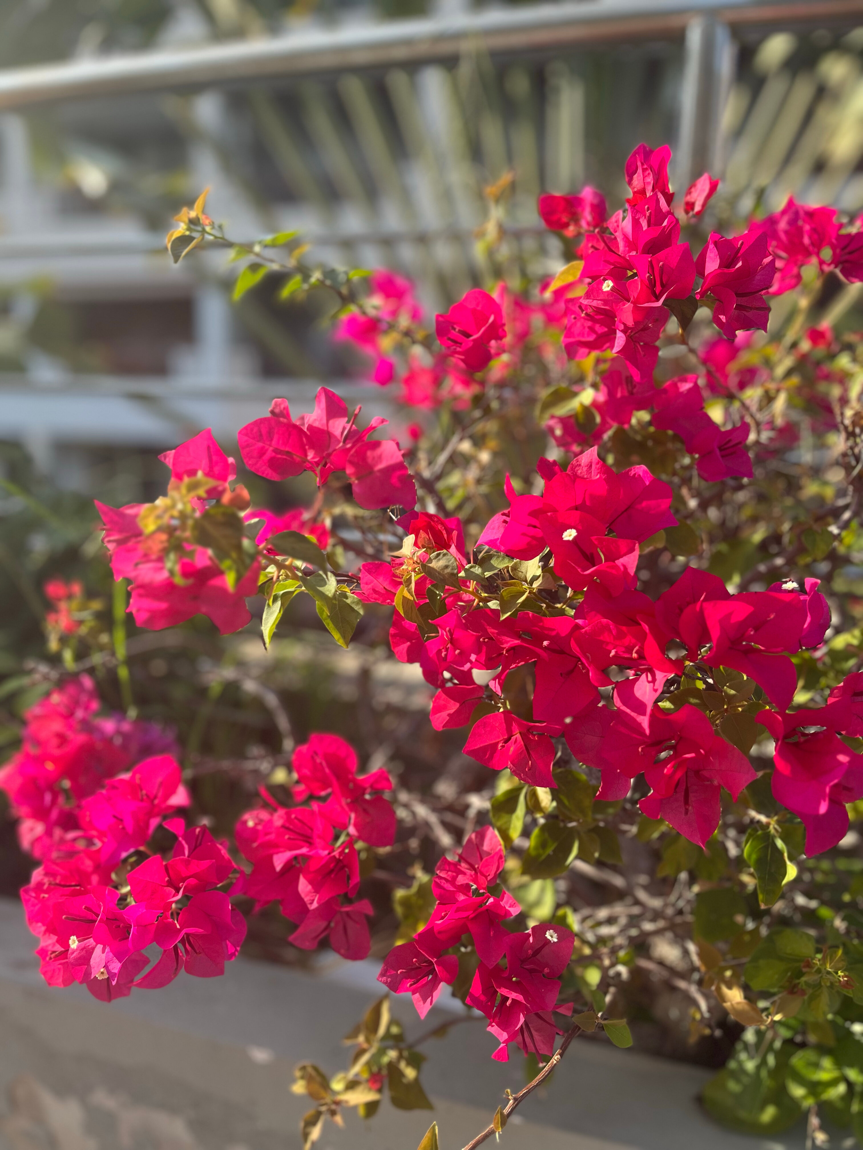 Фото Jomtien Plaza Residence