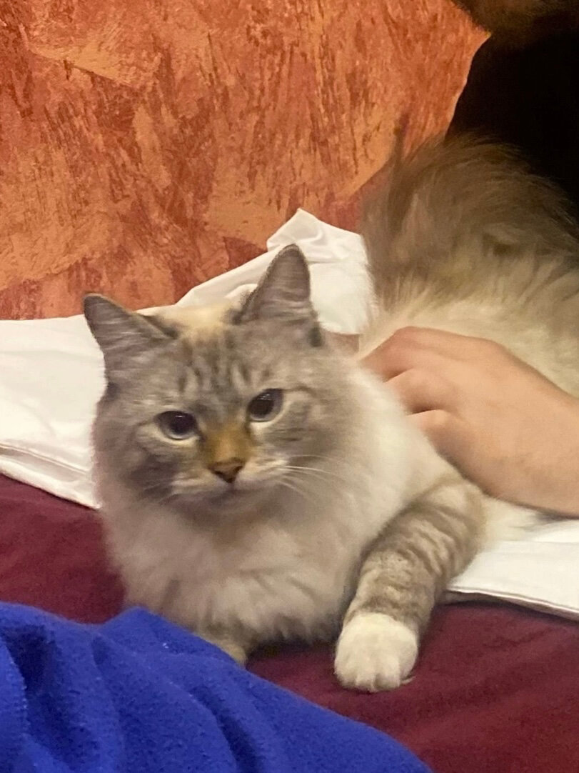 Фото Толстый кот