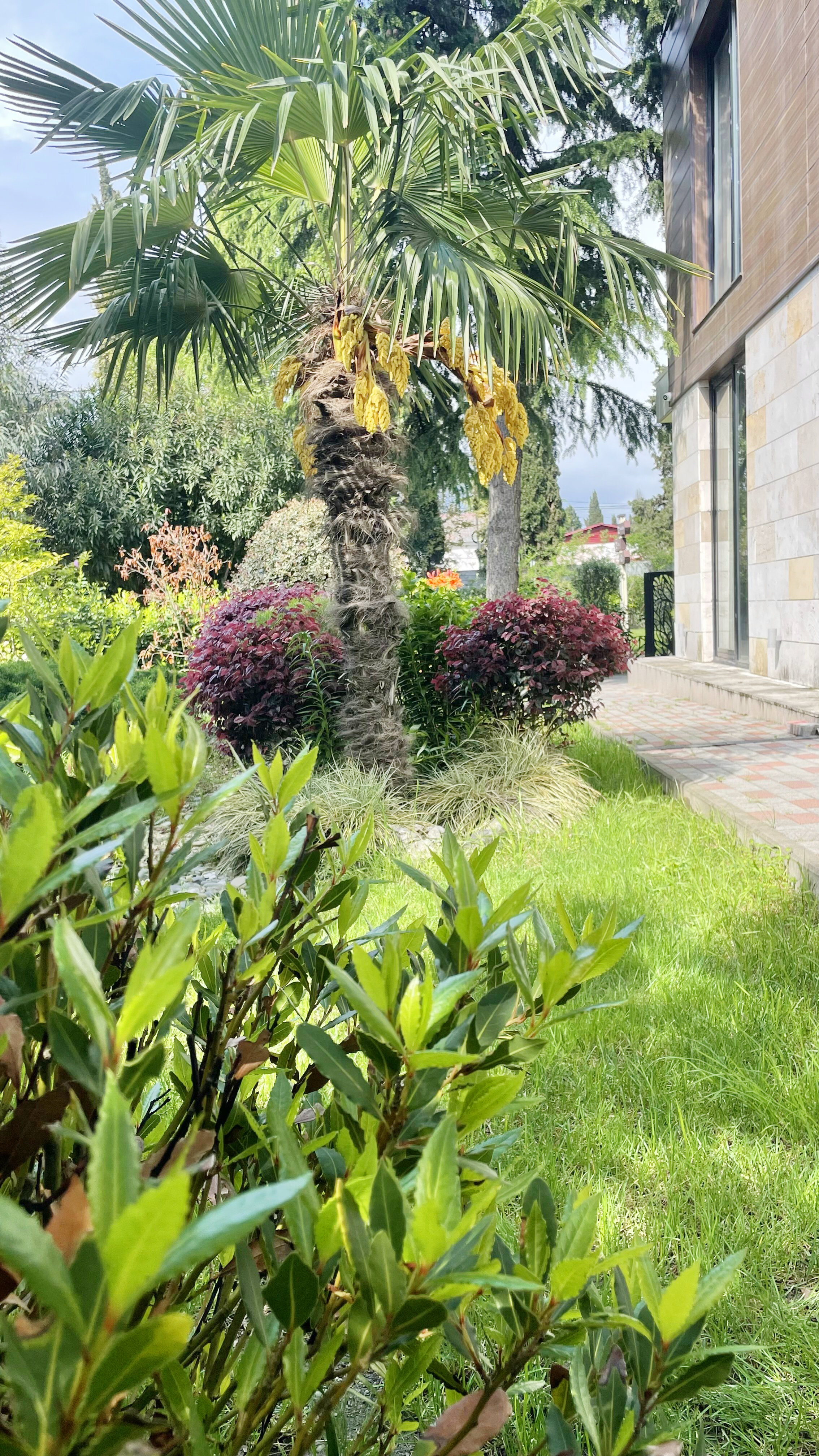 Фото Pulsar Villa Deluxe