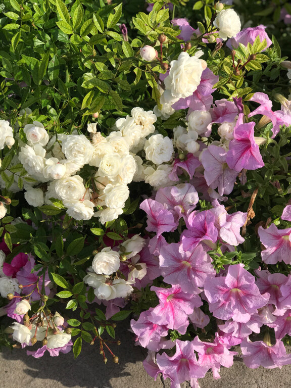 Фото Ивушка