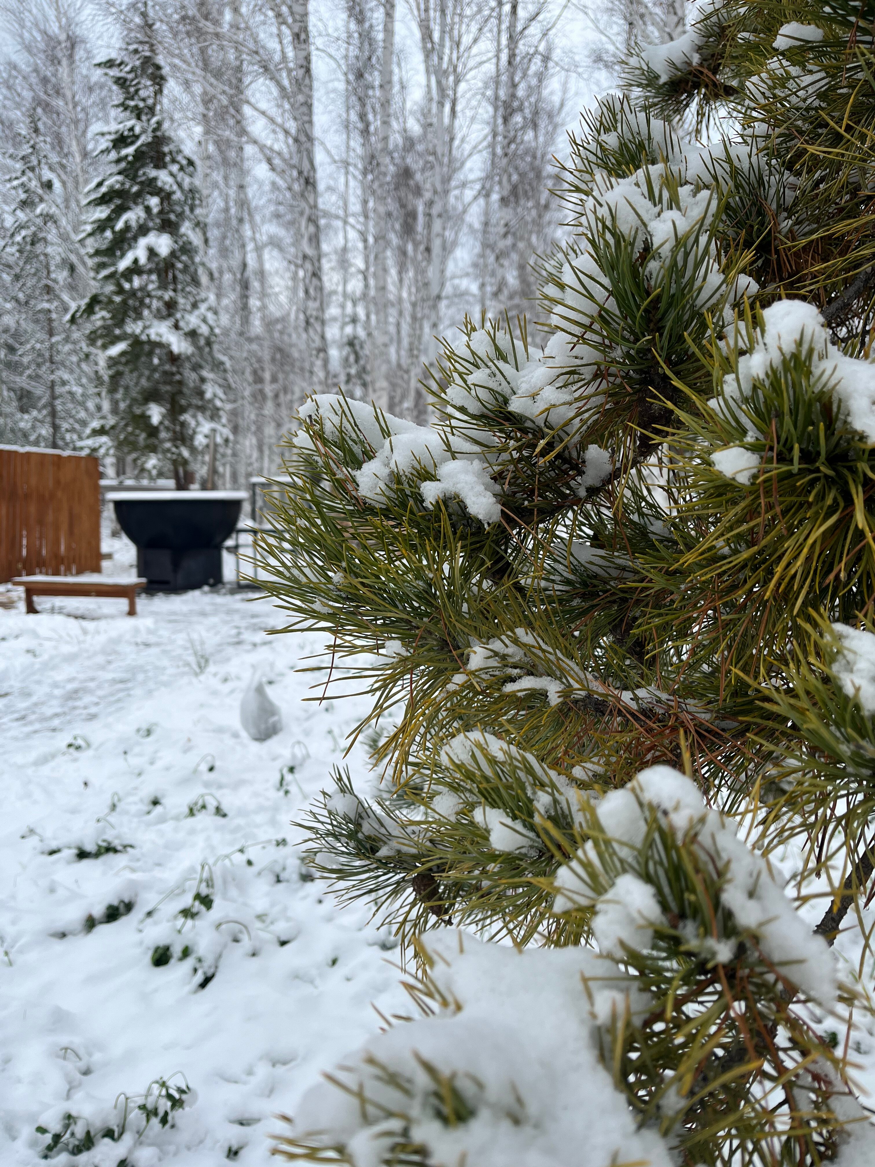 Фото Тихий Кот