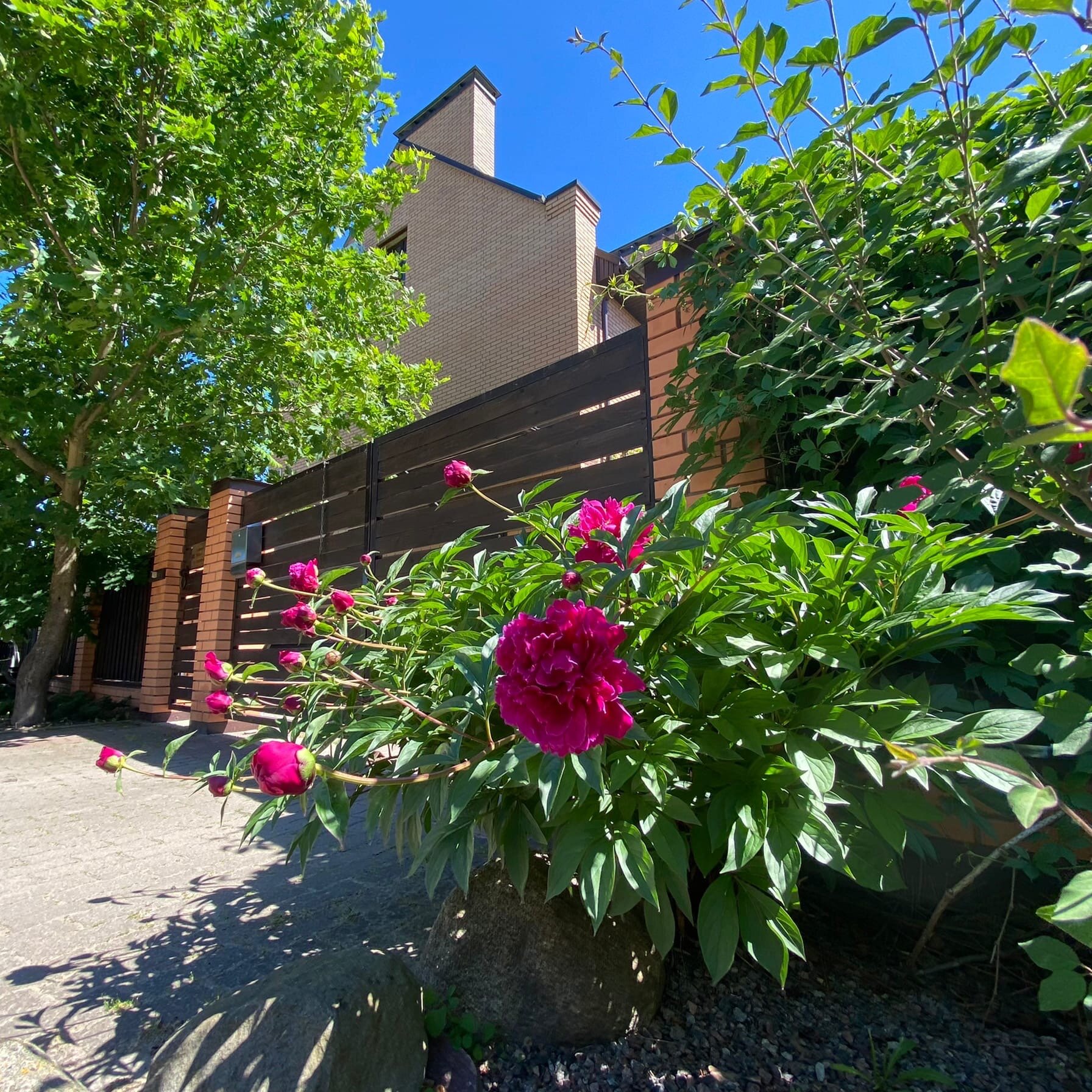 Фото Три кота