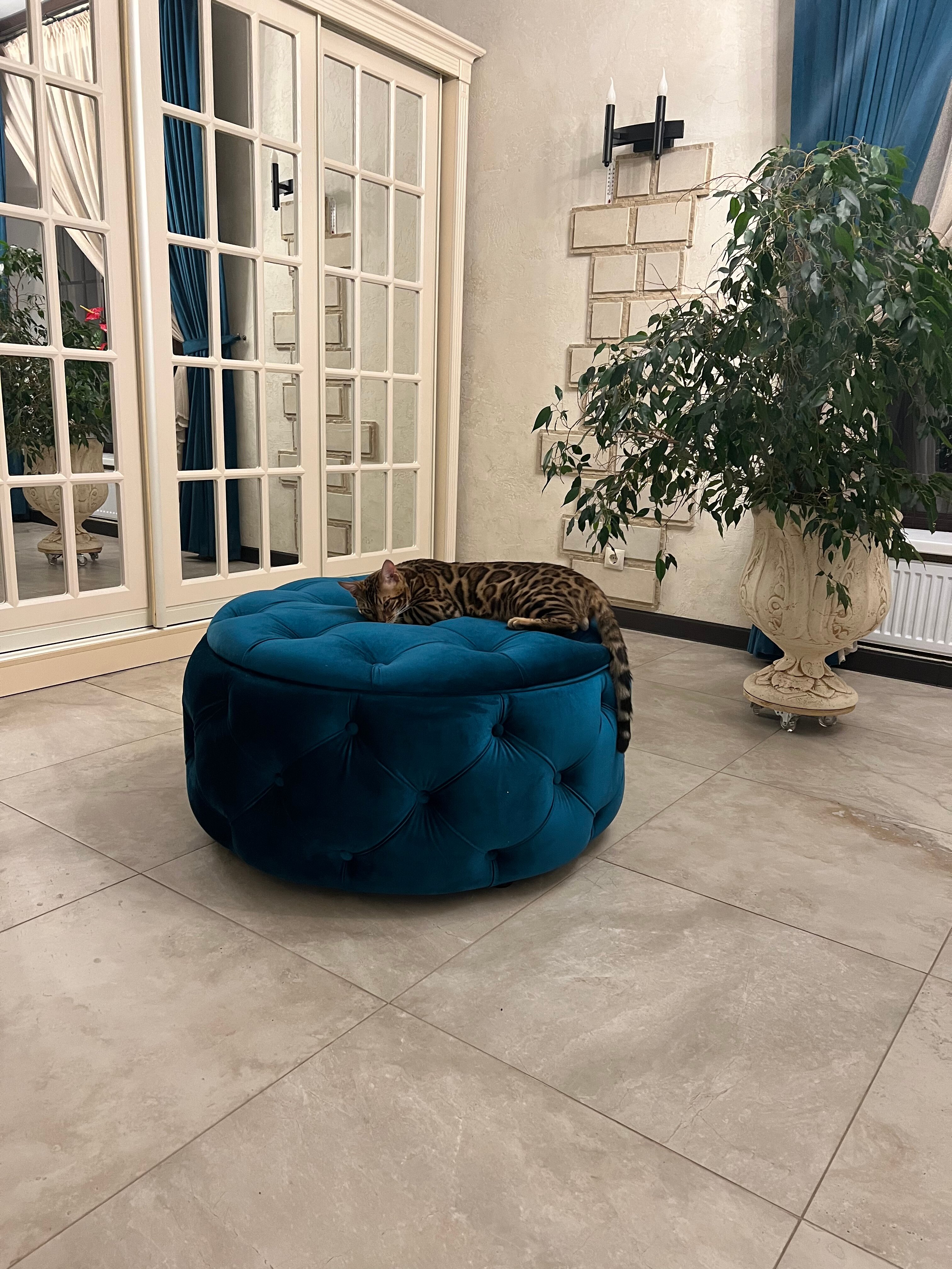 Фото Серый Волк