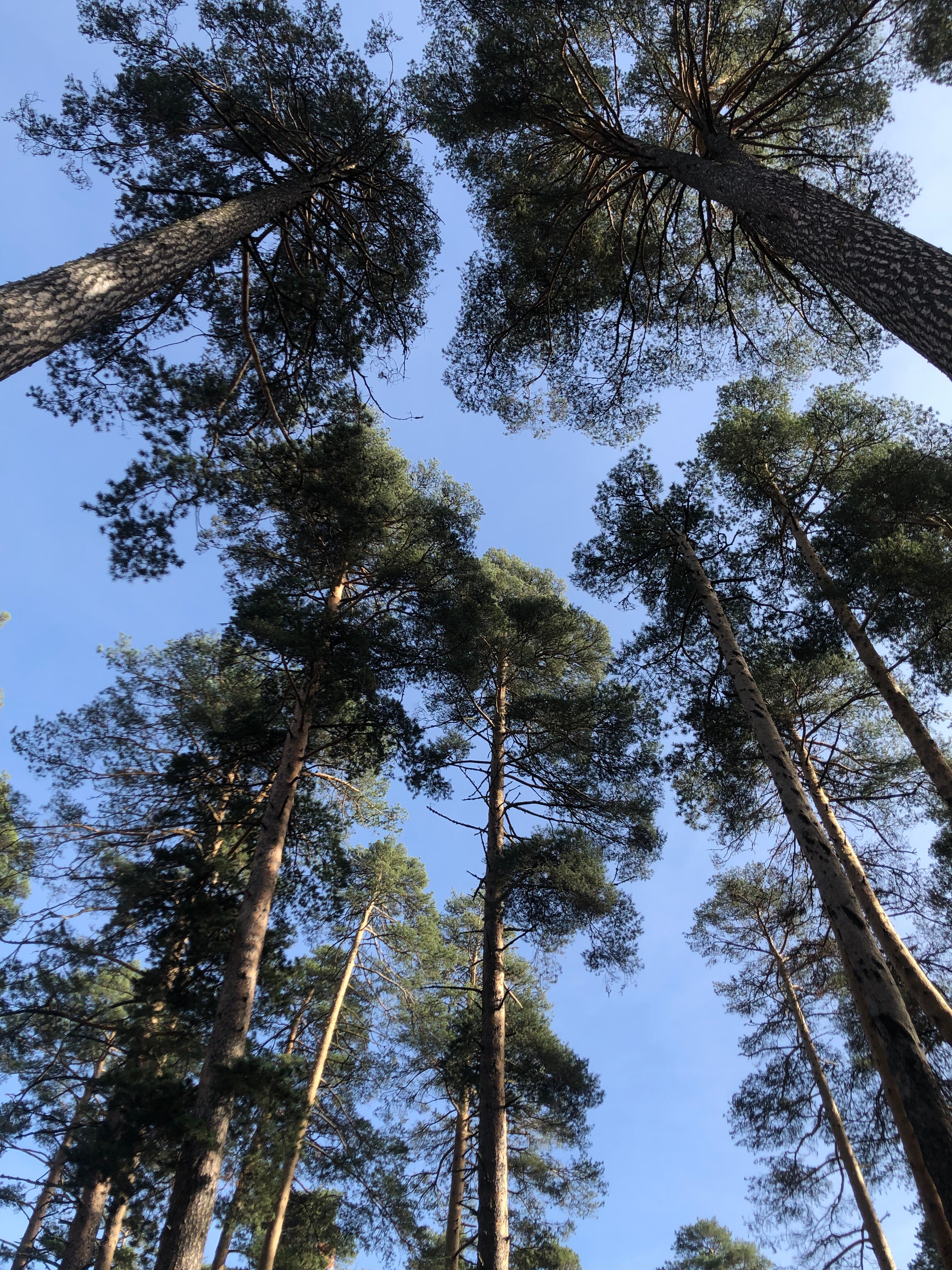 Фото Созвездие Архыза