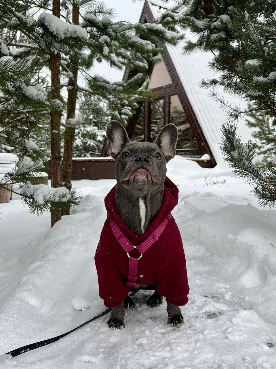 Фото Forest camp