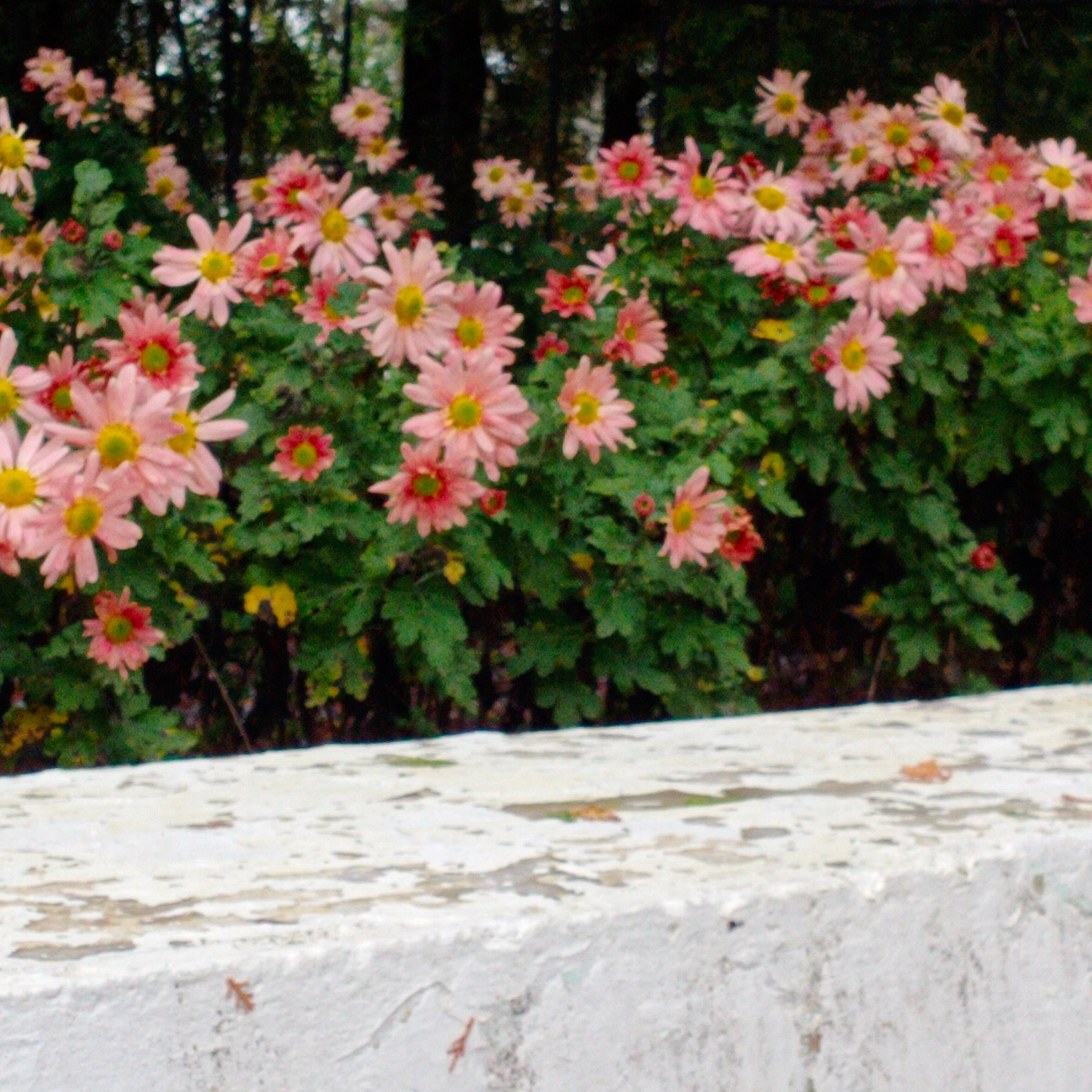 Фото Гагарин