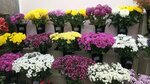 Elite Flowers (просп. Ленина, 12), магазин цветов в Кронштадте