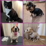 Счастливый пес (vulica Ivana Mielieža, 22), pet salon