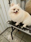Зоопарикмахерская (Oktyabrskiy Avenue, 2К), pet salon