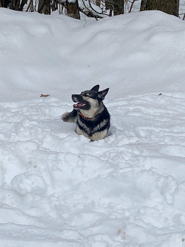 Gardeners' partnerships and societies Лесное СНХ, Moscow and Moscow Oblast, photo