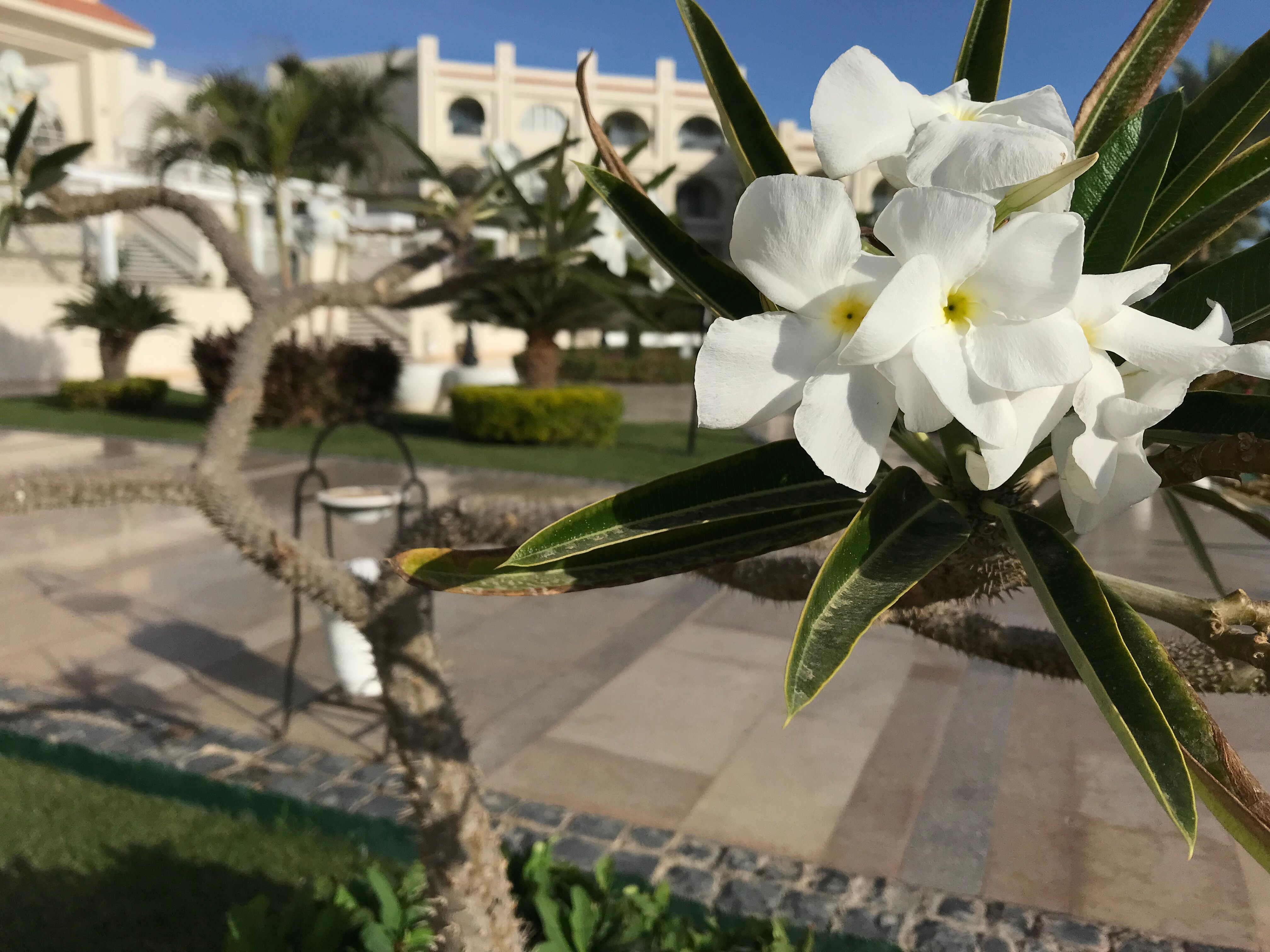 Фото Sunrise Montemare Resort Grand Select