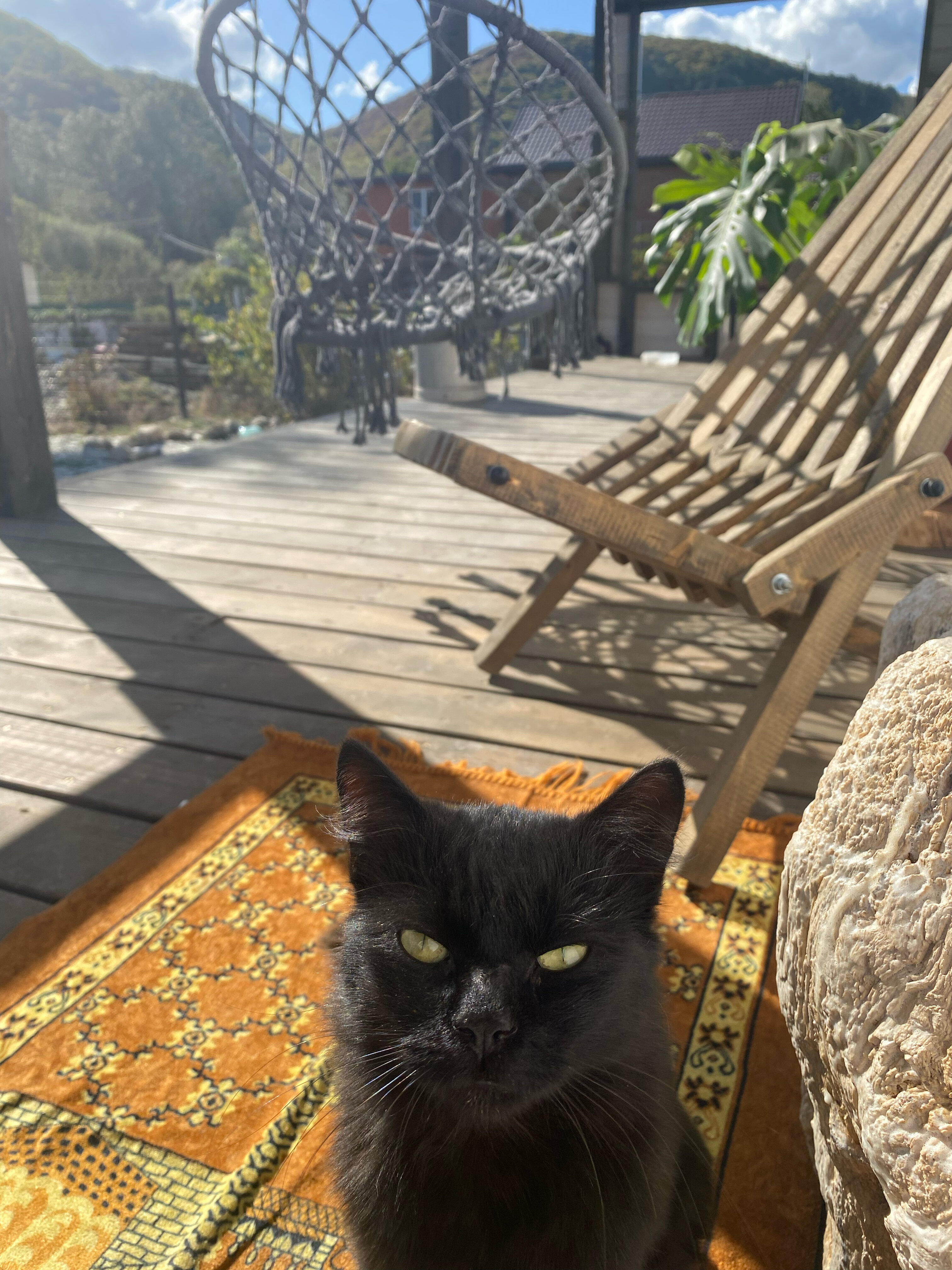 Фото Секвойя