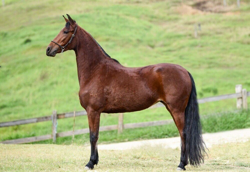 Фото Pousada Haras Fazenda Jamaica