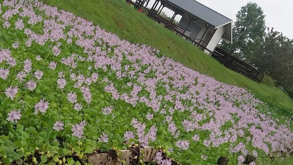 Фото Koffiemama Tree B&b