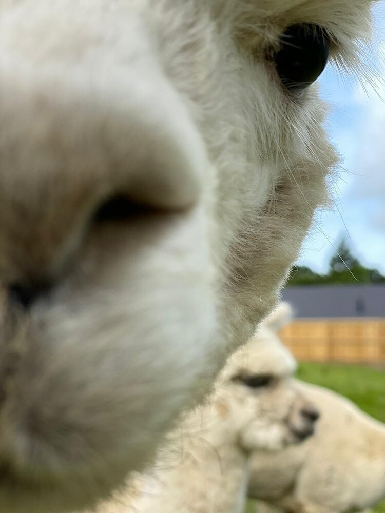 Фото Jungle Book Safari Tent
