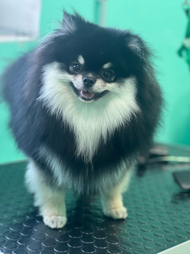 Pet salon Tochka groom, Moscow, photo