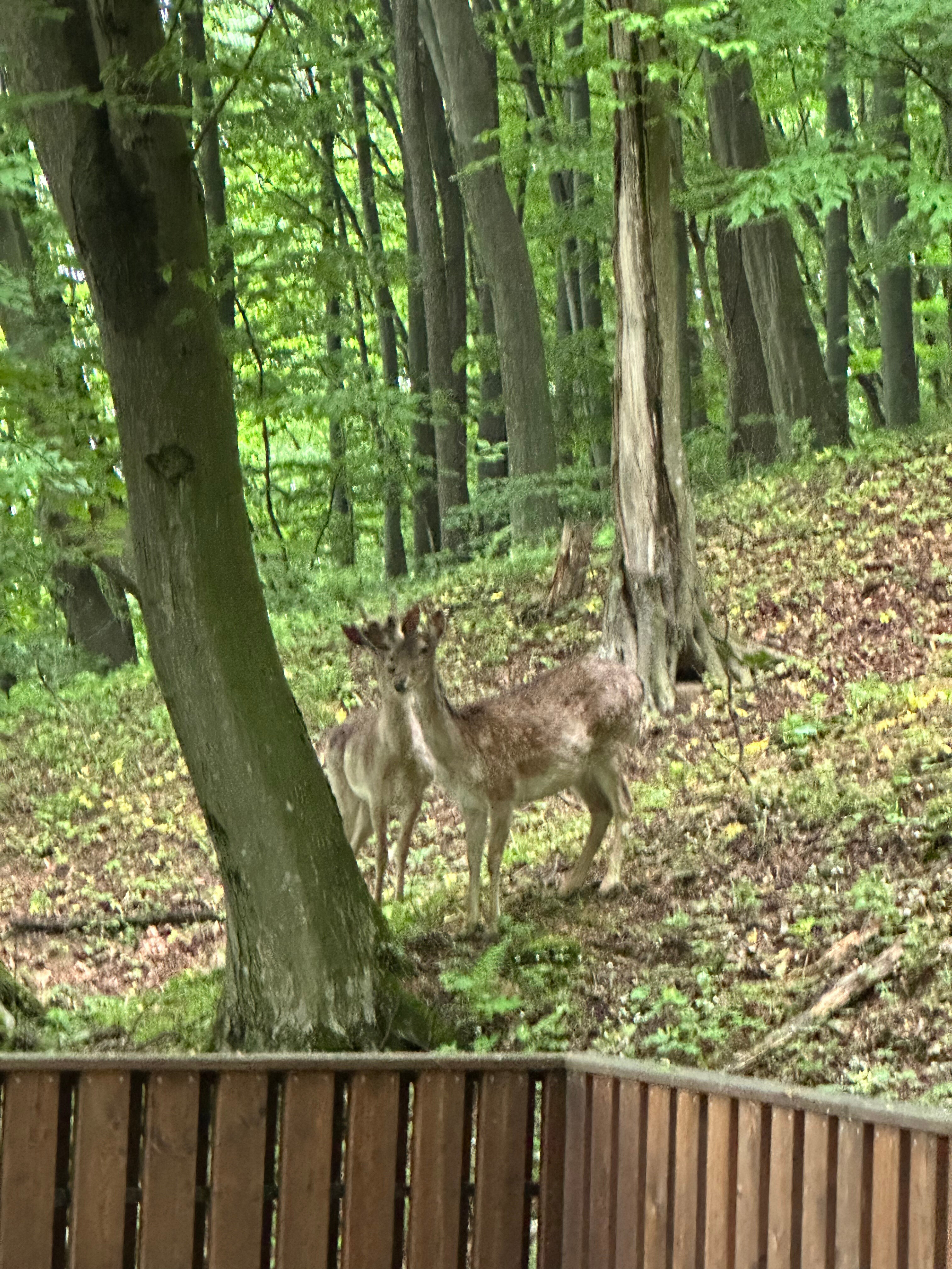 Фото Альпина парк