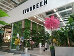 Ivagreen (ulitsa Fedyuninskogo, 43), flower shop