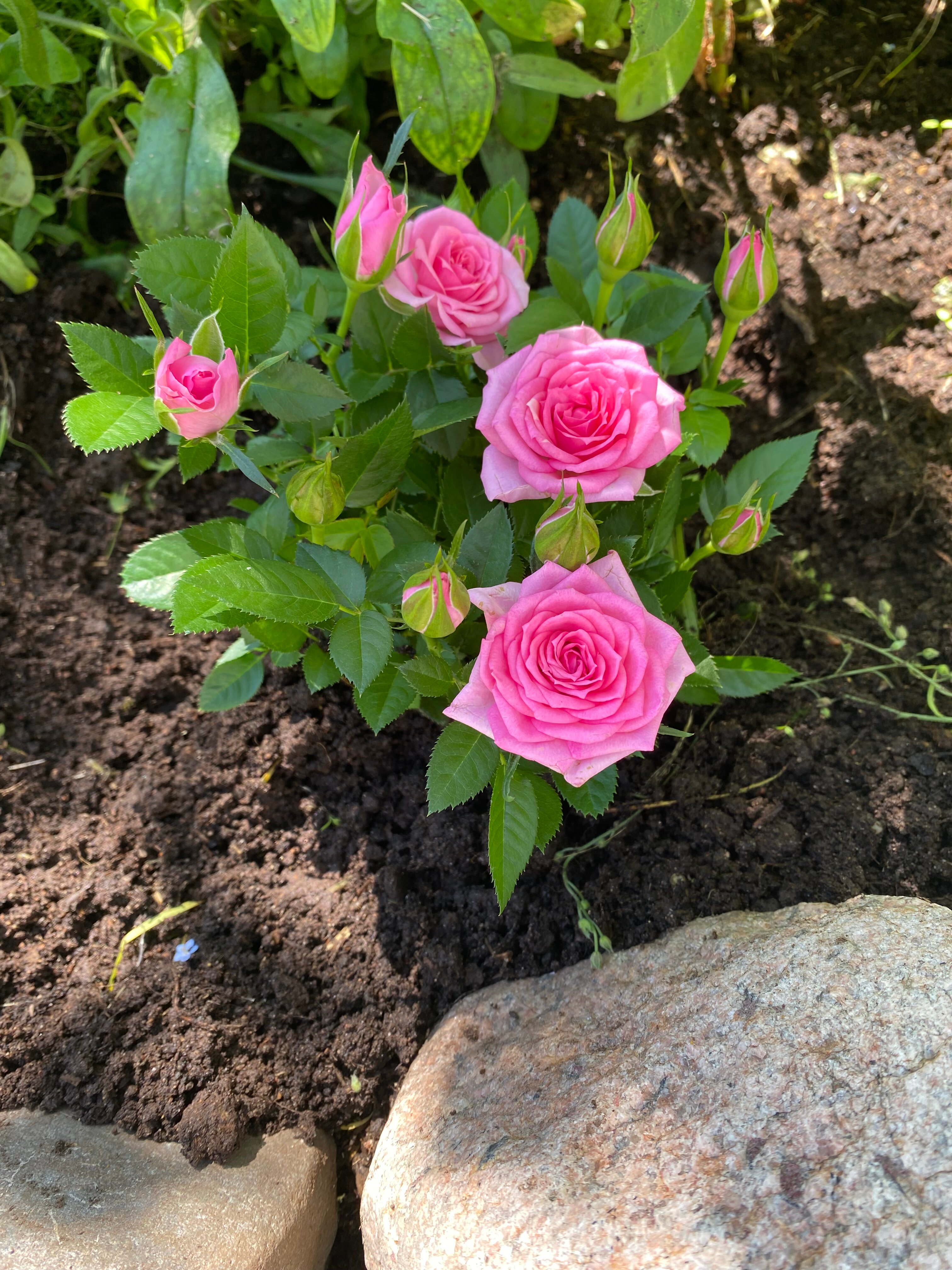 Фото Дача № 9