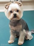 Tea Rose (rabochiy posyolok Dalneye Konstantinovo, Sovetskaya ulitsa, 48), pet salon