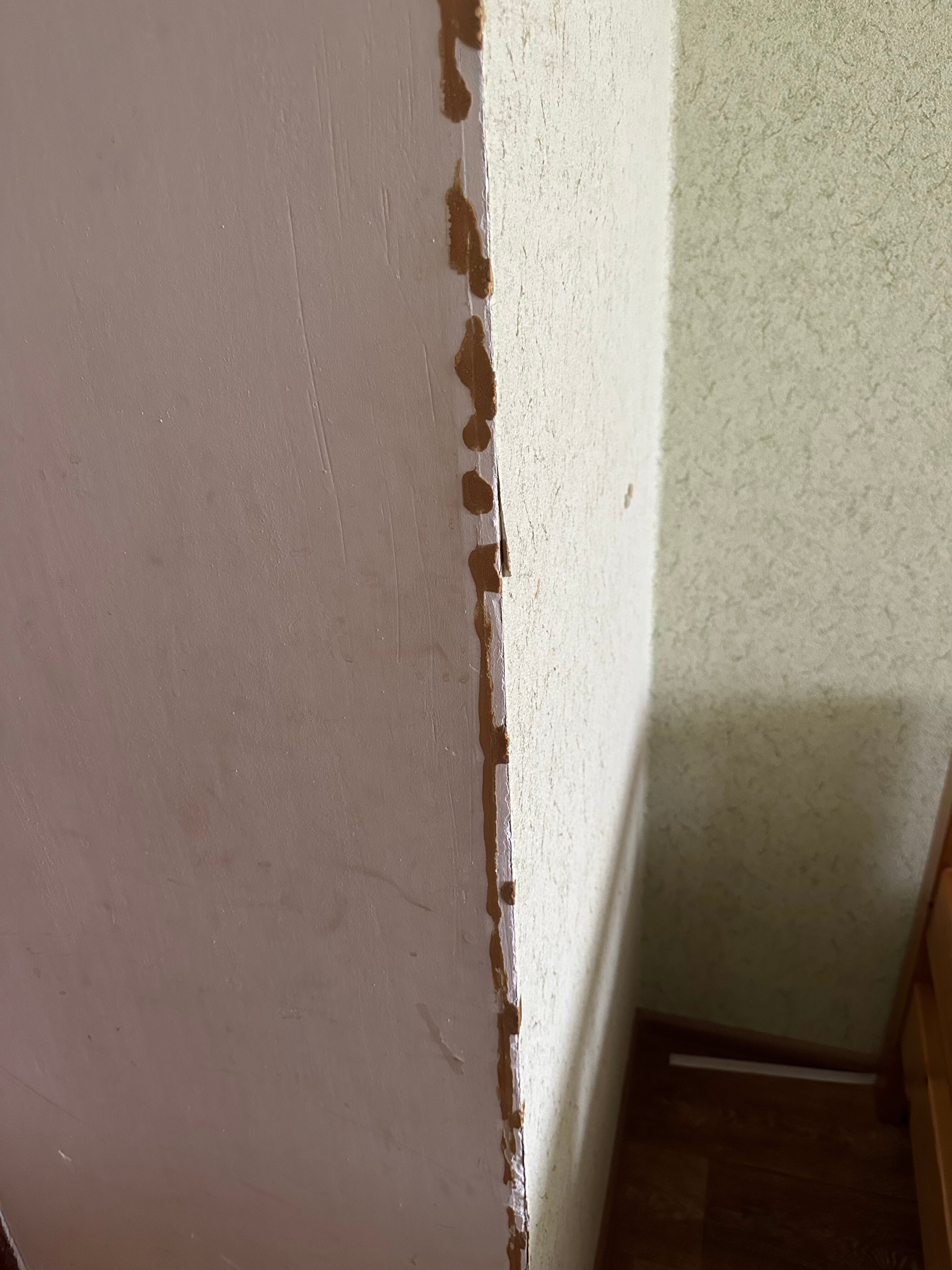 Фото Ромашка