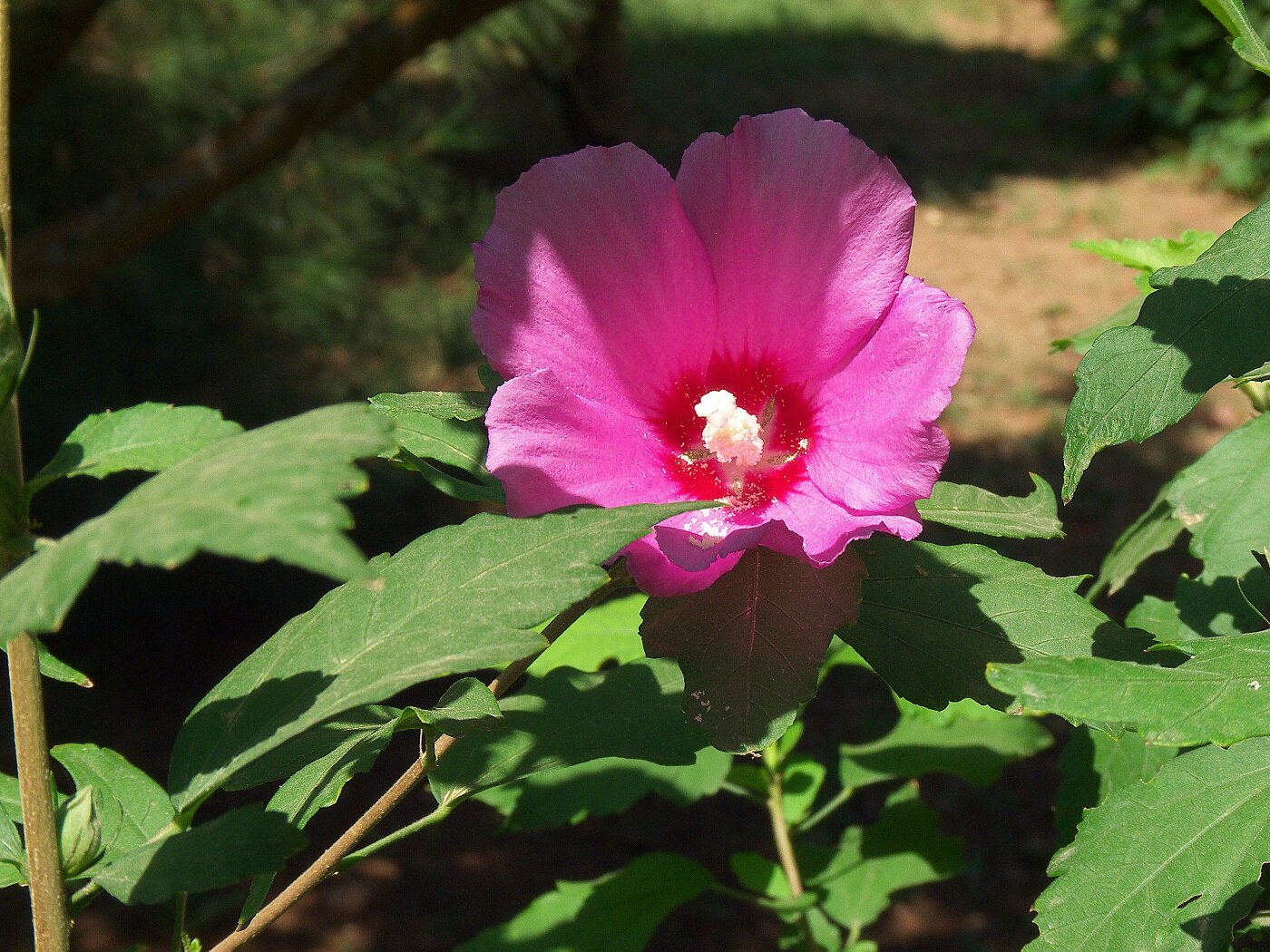 Фото Мнб Поповка