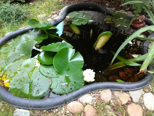 Гостевой дом Вилла Тобиас в Калининграде