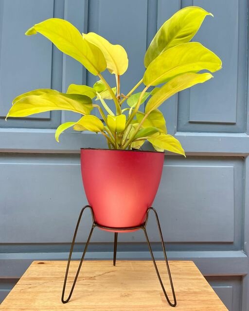 Landscape design Verde Deco Plant, Santa Cruz de la Sierra, photo