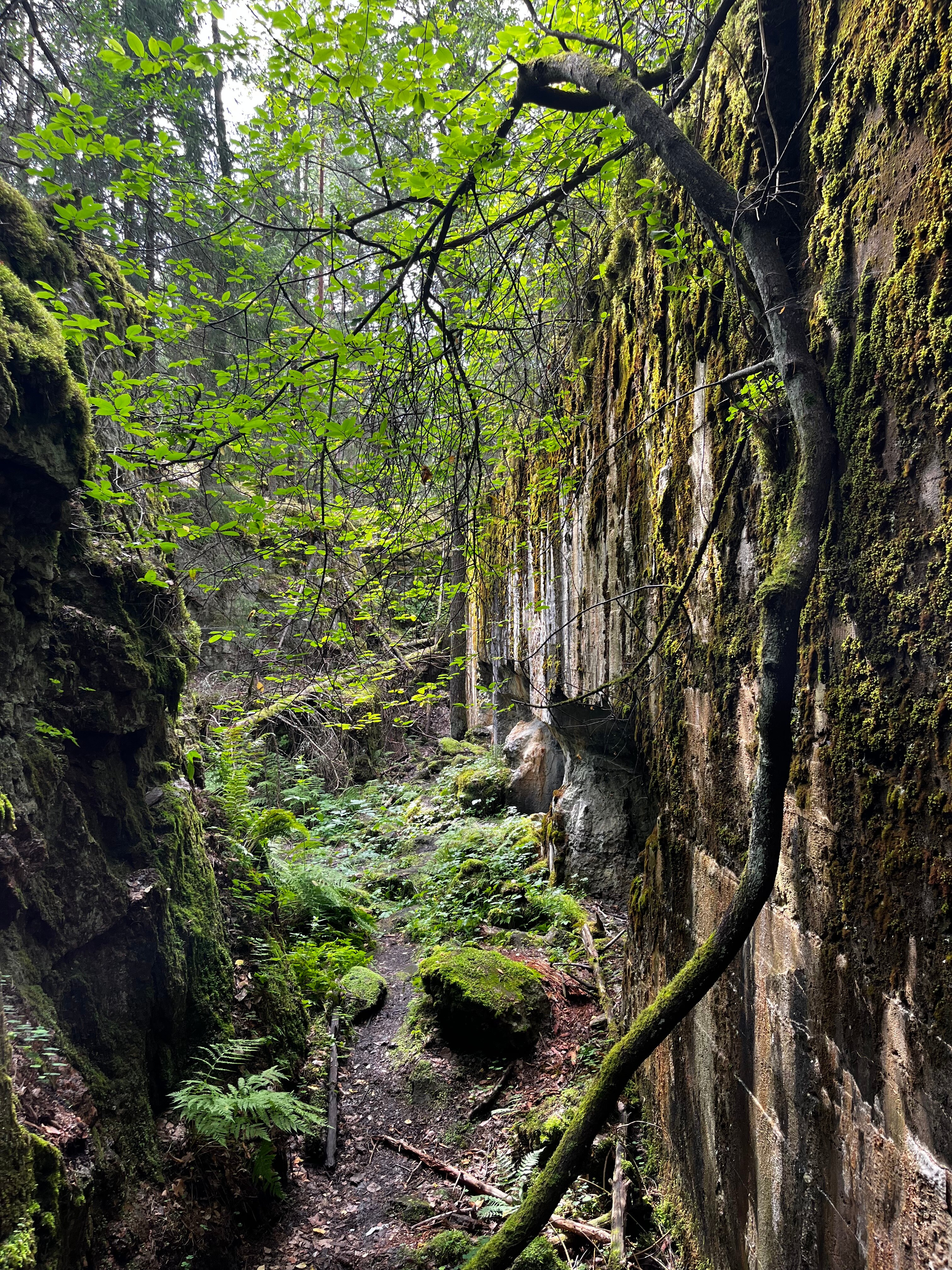 Фото Ракита