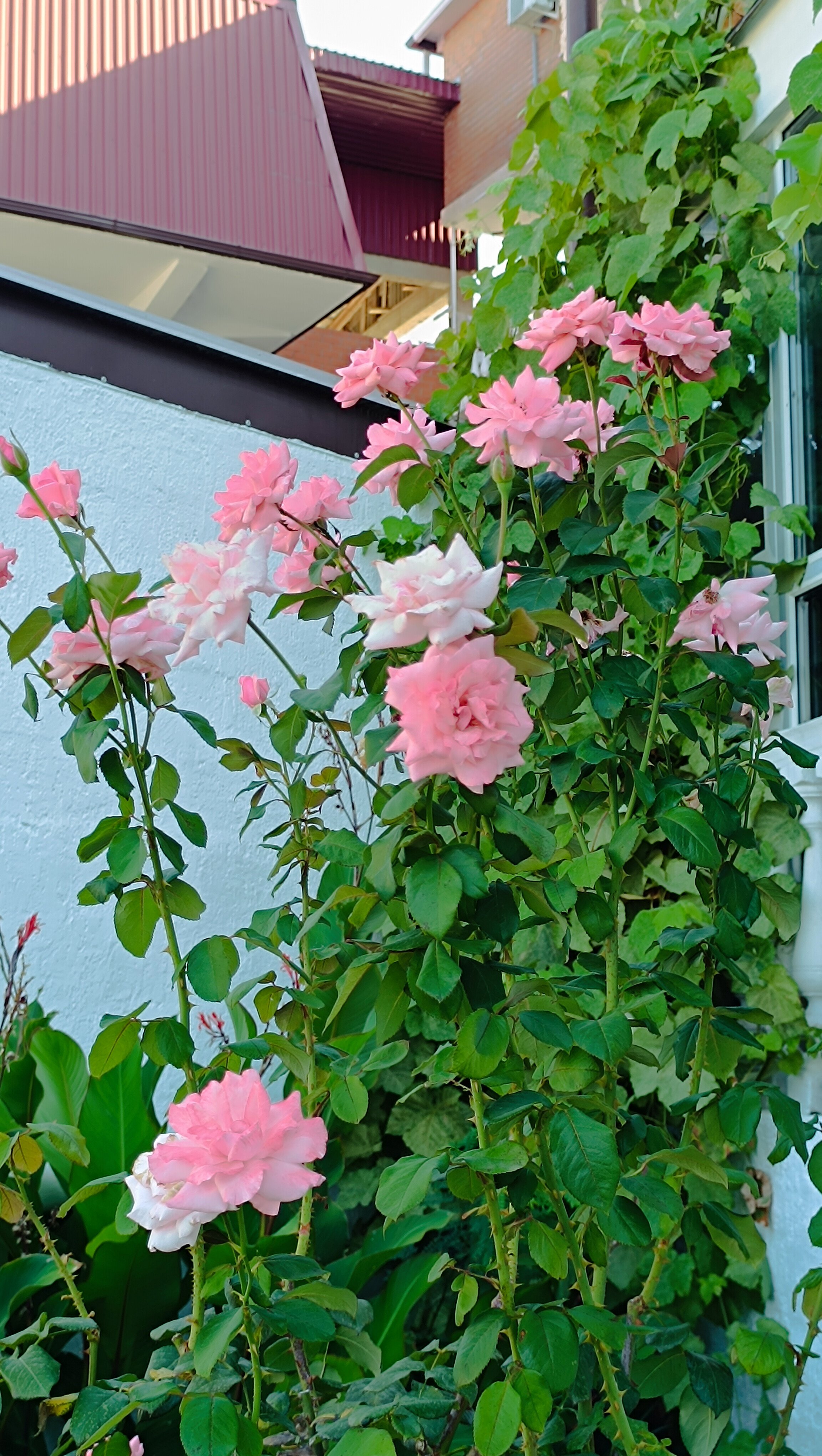 Фото Вологжанка