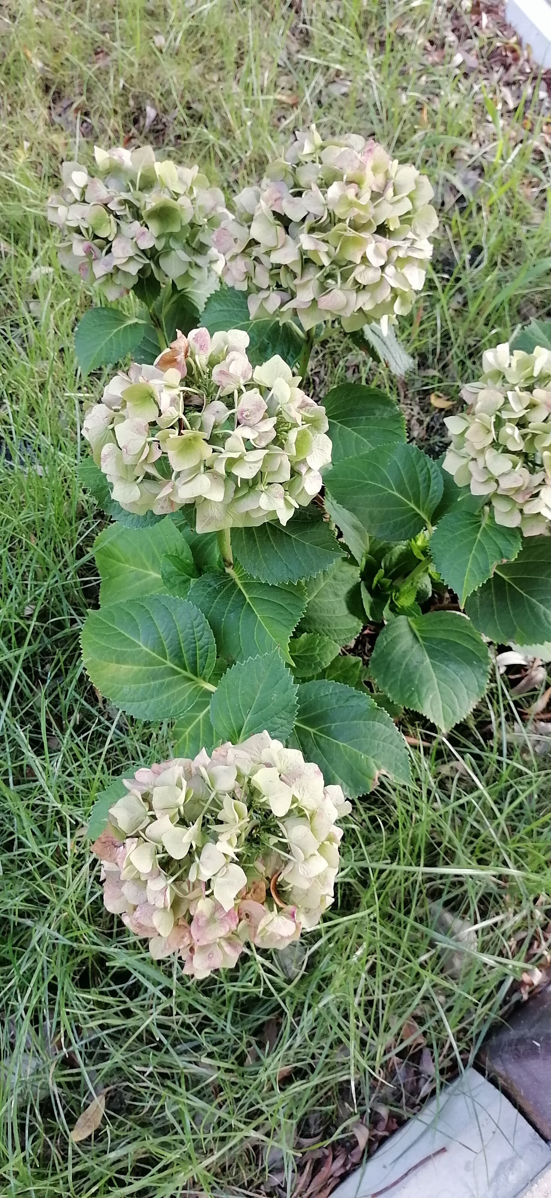 Фото Папа и море