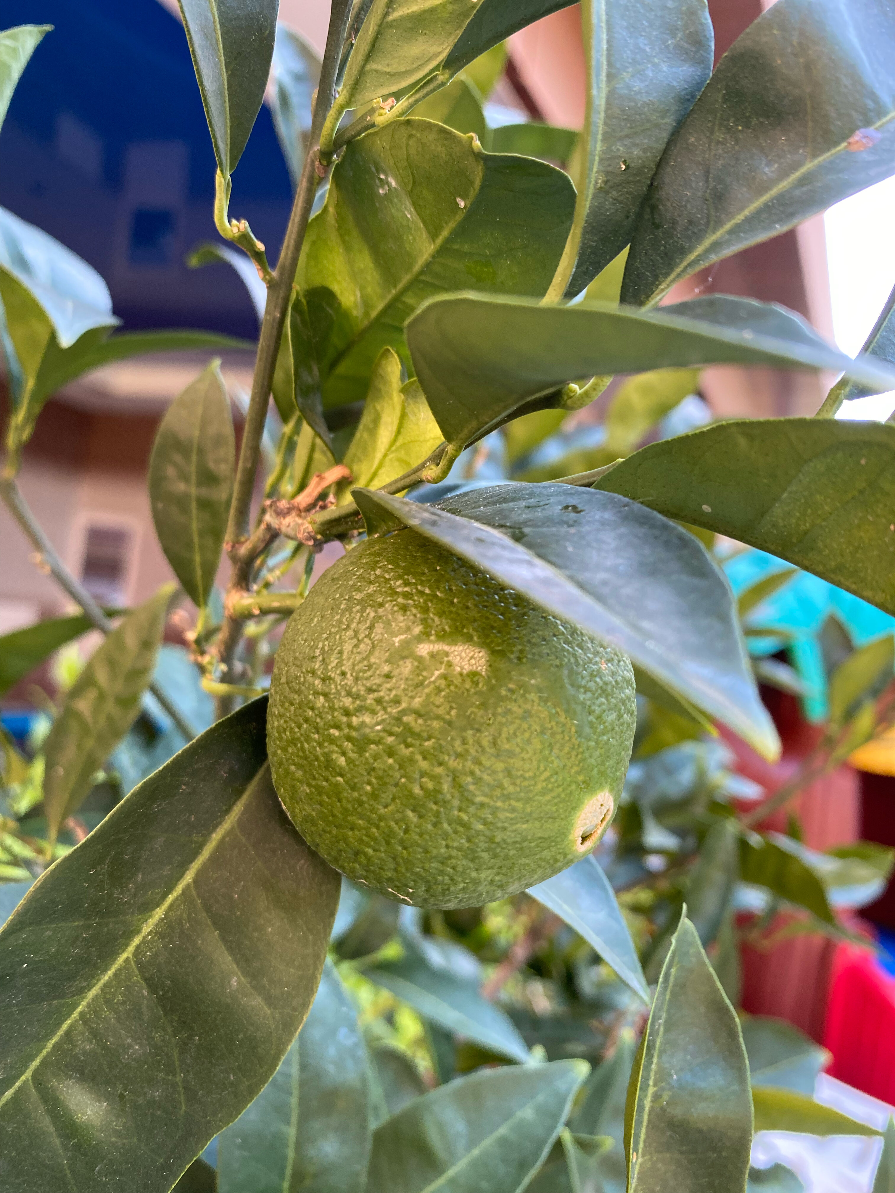 Фото Форт Артур