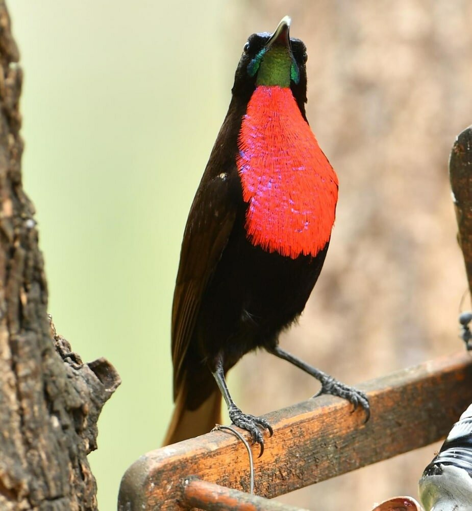Фото Bona Ngwenya Lodge