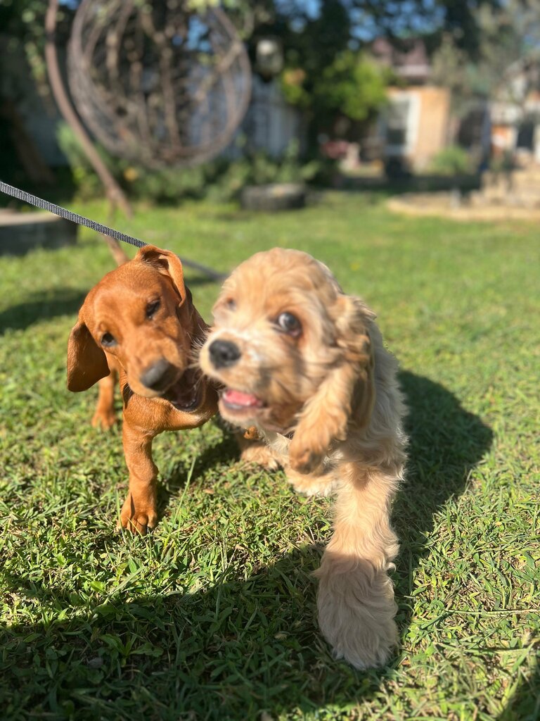 Pet hotel Lucky Dog, Krasnodar, photo