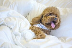 Гостиница Esplendor by Wyndham Asunción