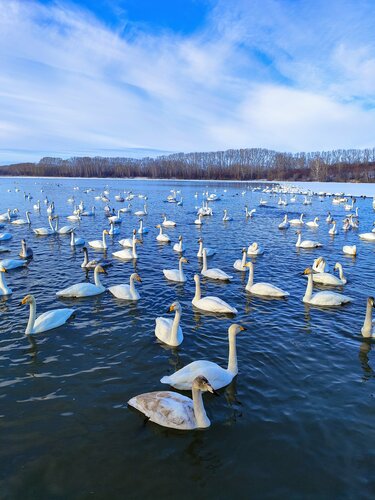 Observation deck Swan Sanctuary, Altai Krai, photo