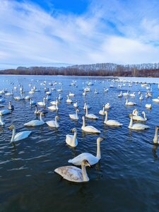 Swan Sanctuary (Altai Territory, Sovetskiy rayon), observation deck