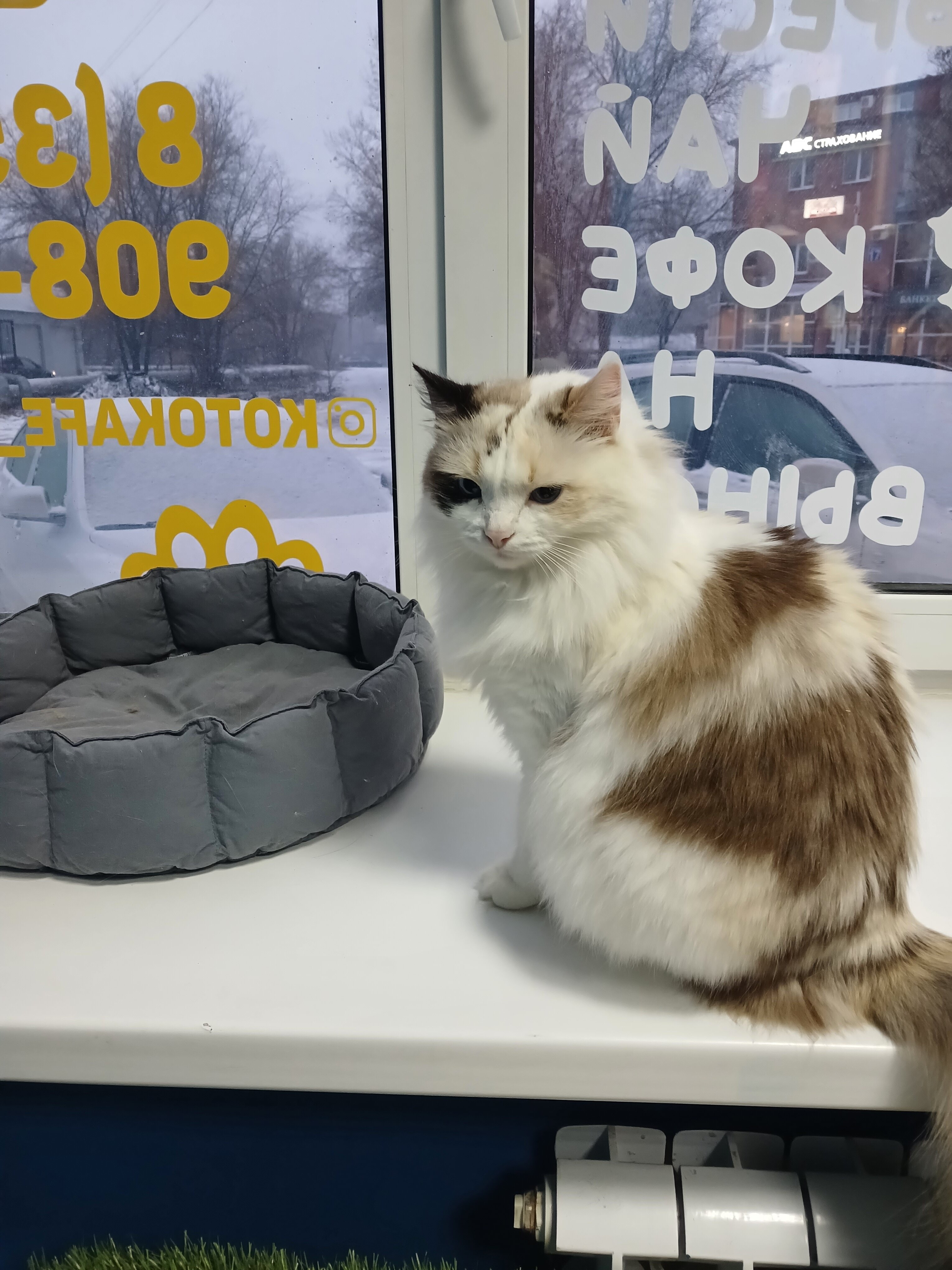 Котокафе помурчим советская ул 11 оренбург фото