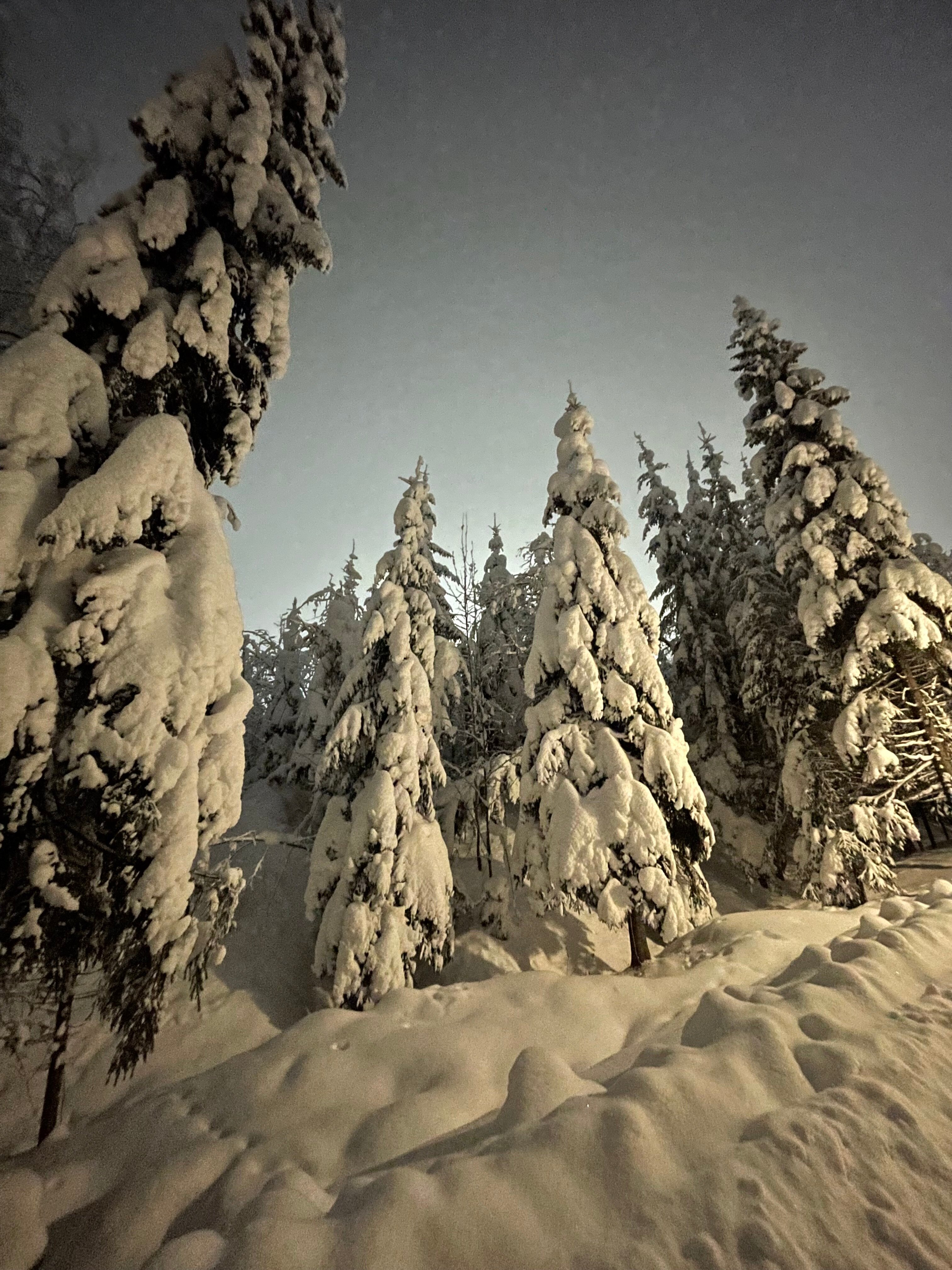 Фото Черника