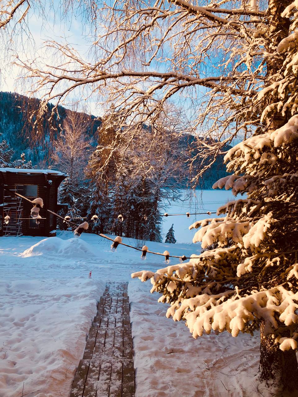 Фото Телецкое золотое