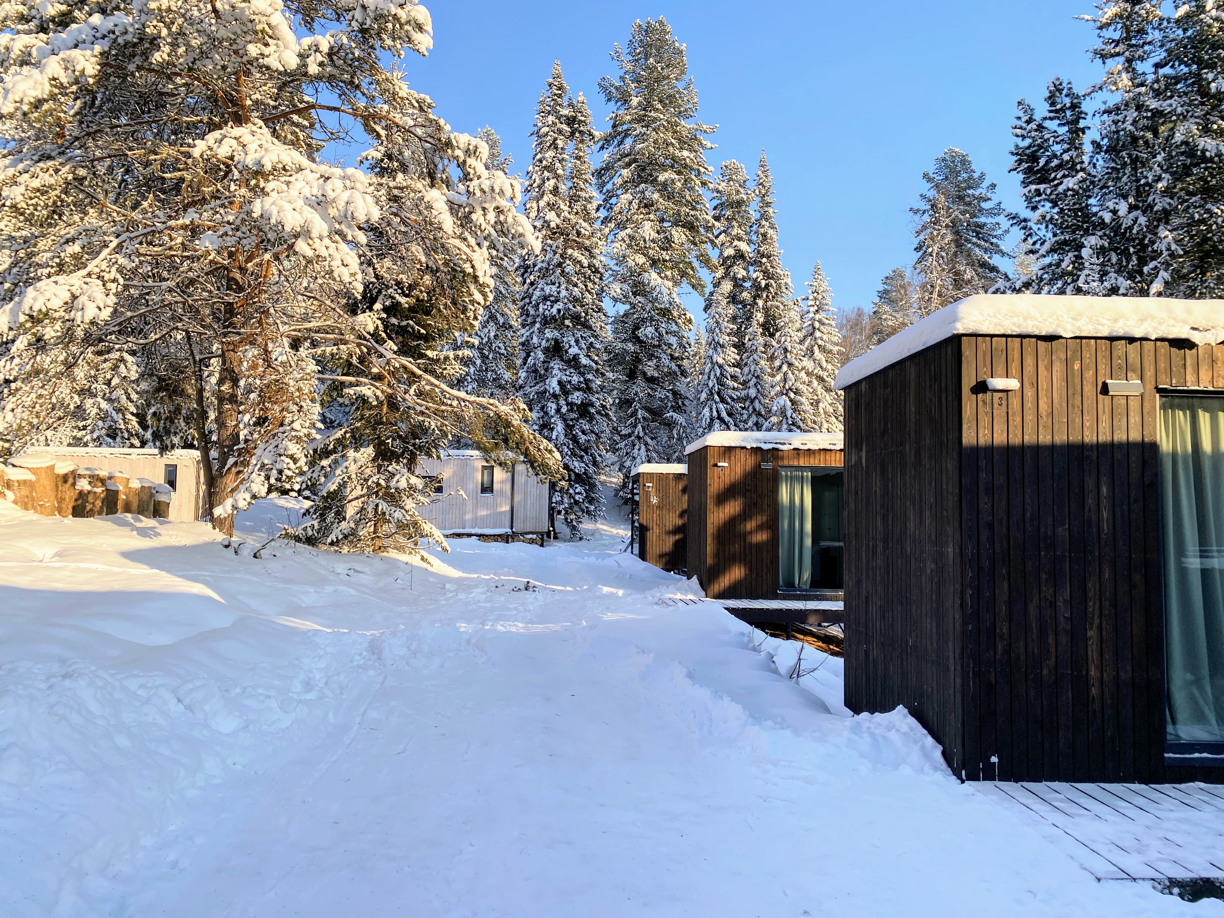 Фото Телецкое золотое