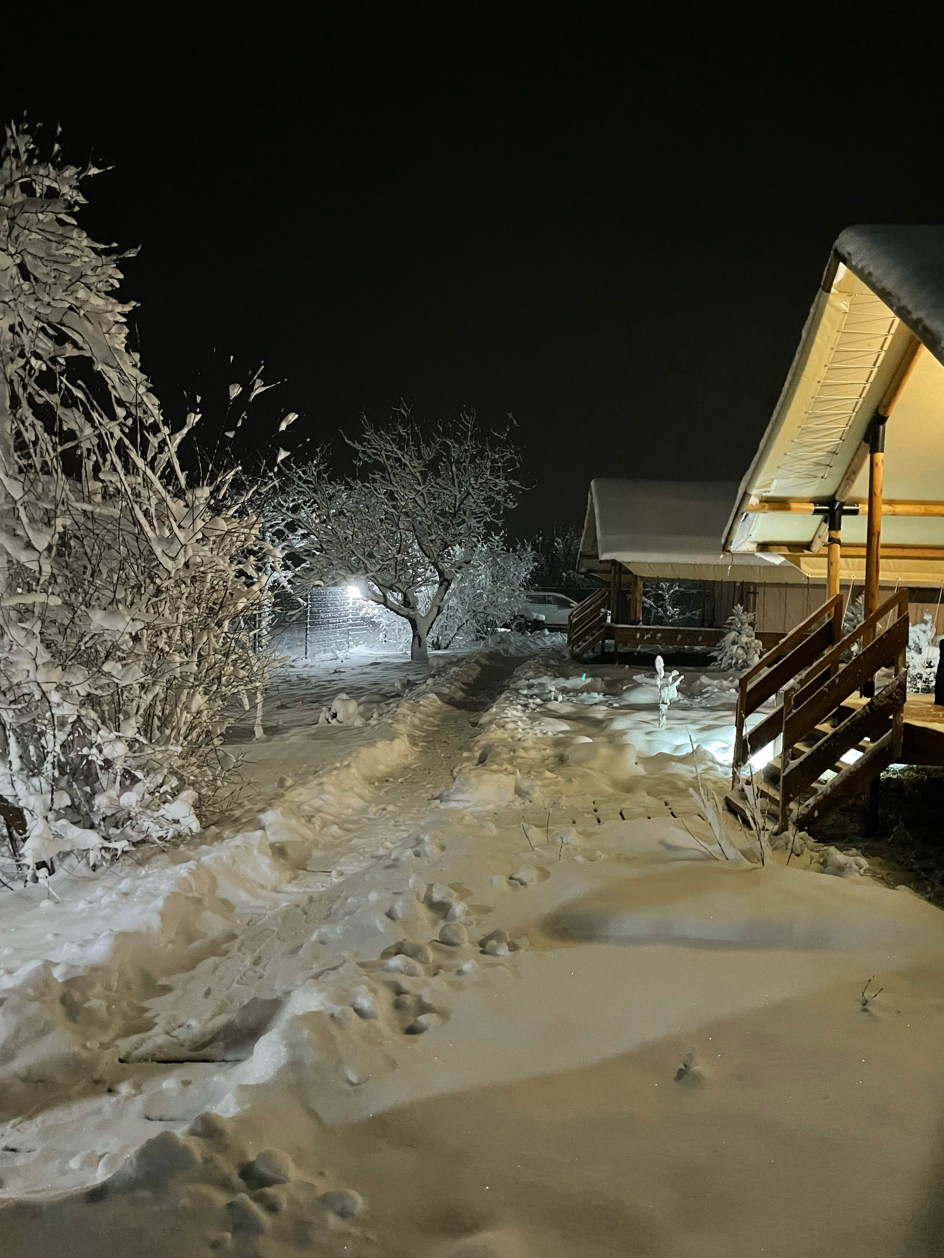 Фото Стрижи