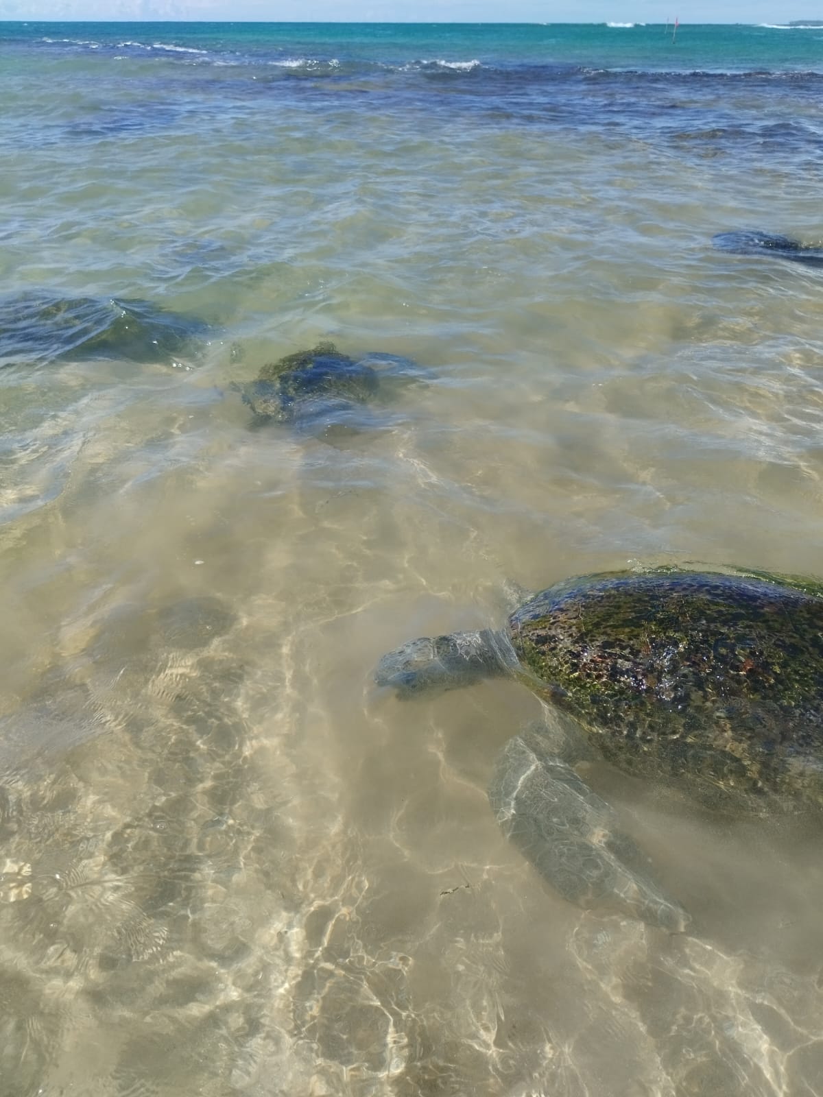 Фото Citrus Hikkaduwa