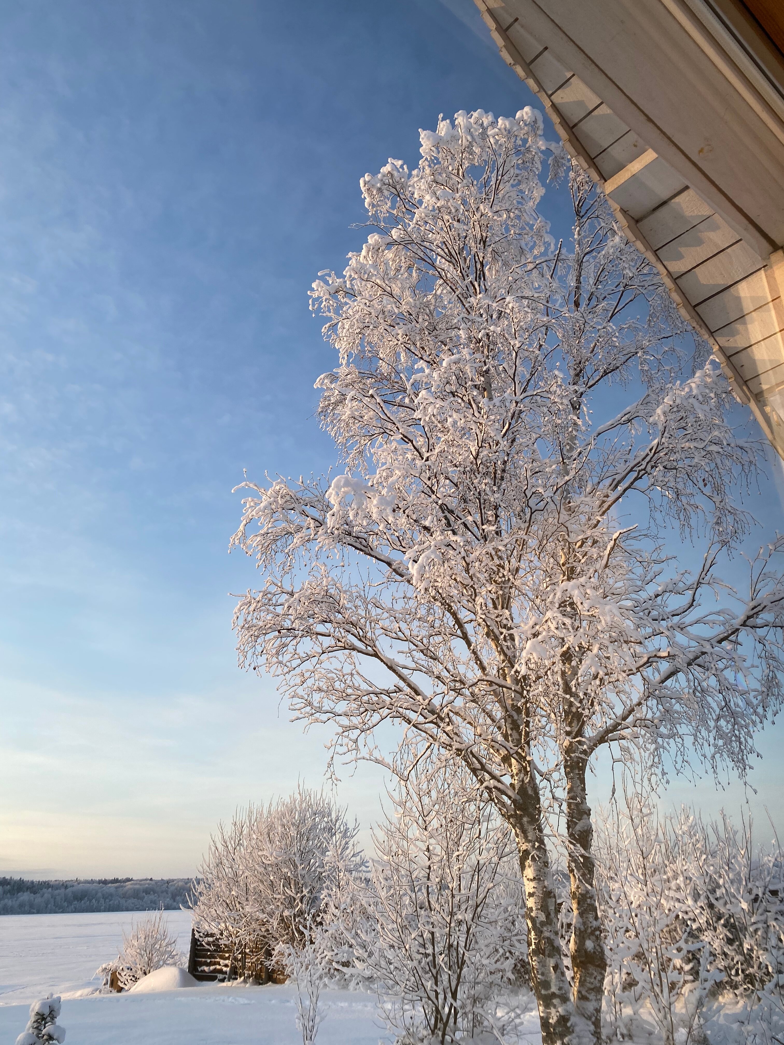 Фото Кивиранта